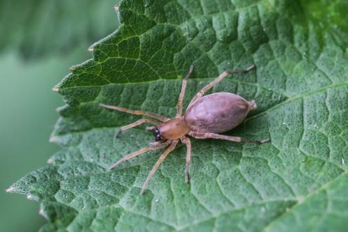 Clubiona sp.